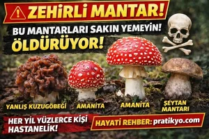 Zehirli Mantar Rehberi (2026) – Sakın Karıştırmayın! Hayati Uyarılar ve Gerçekler