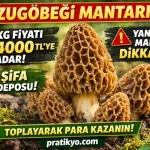 Kuzugöbeği Mantarı (2026) – Fiyatı Neden Uçtu? Faydaları, Toplama Rehberi ve Tüm Gerçekler!