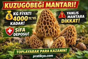 Kuzugöbeği Mantarı (2026) – Fiyatı Neden Uçtu? Faydaları, Toplama Rehberi ve Tüm Gerçekler!