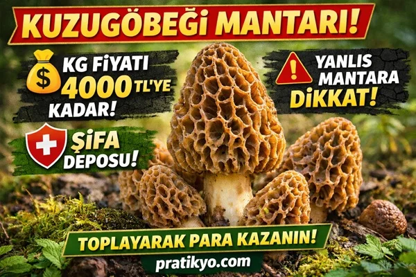 Kuzugöbeği Mantarı (2026) – Fiyatı Neden Uçtu? Faydaları, Toplama Rehberi ve Tüm Gerçekler!