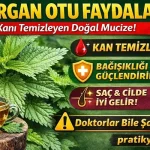 Isırgan Otu Faydaları (2026) – Kan Temizleyen Bitki Gerçek mi?