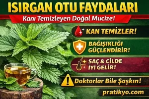 Isırgan Otu Faydaları (2026) – Kan Temizleyen Bitki Gerçek mi?
