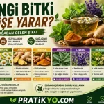 Hangi Bitki Ne İşe Yarar? Şifalı Bitkiler ve Faydaları (2026 Rehberi)