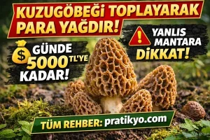 Kuzugöbeği Toplayarak Para Kazanma (2026) – Nerede Bulunur