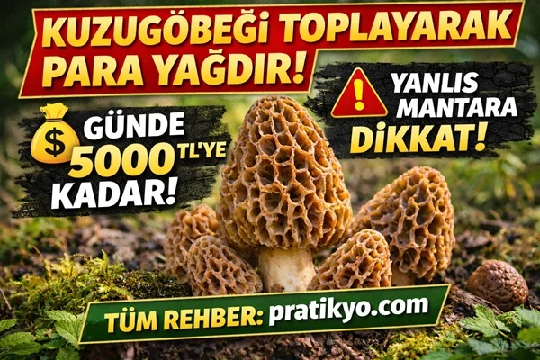 Kuzugöbeği Toplayarak Para Kazanma (2026) – Nerede Bulunur