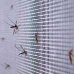 Sivrisinekler Eve Neden Gelir? Yaz Aylarında Korunmak İçin Pratik Yöntemler