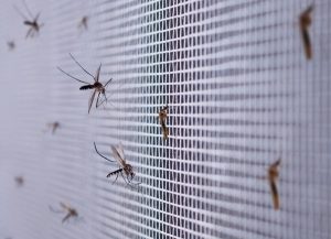 Sivrisinekler Eve Neden Gelir? Yaz Aylarında Korunmak İçin Pratik Yöntemler